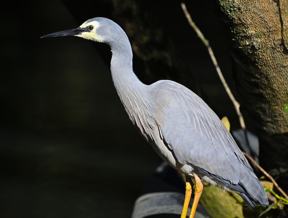 White-faced Heron - ML621963975