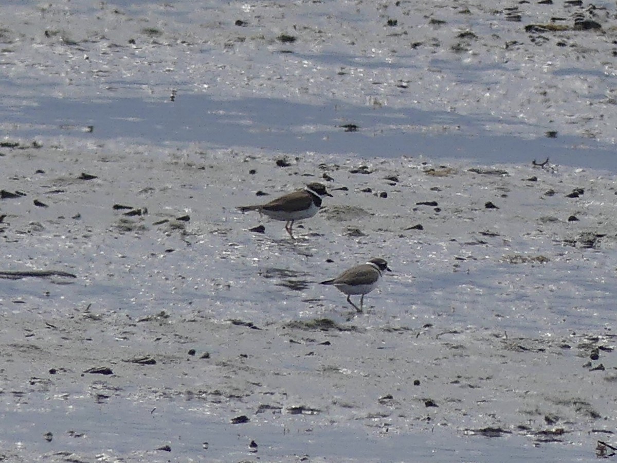 Txirritxo handia - ML621964010