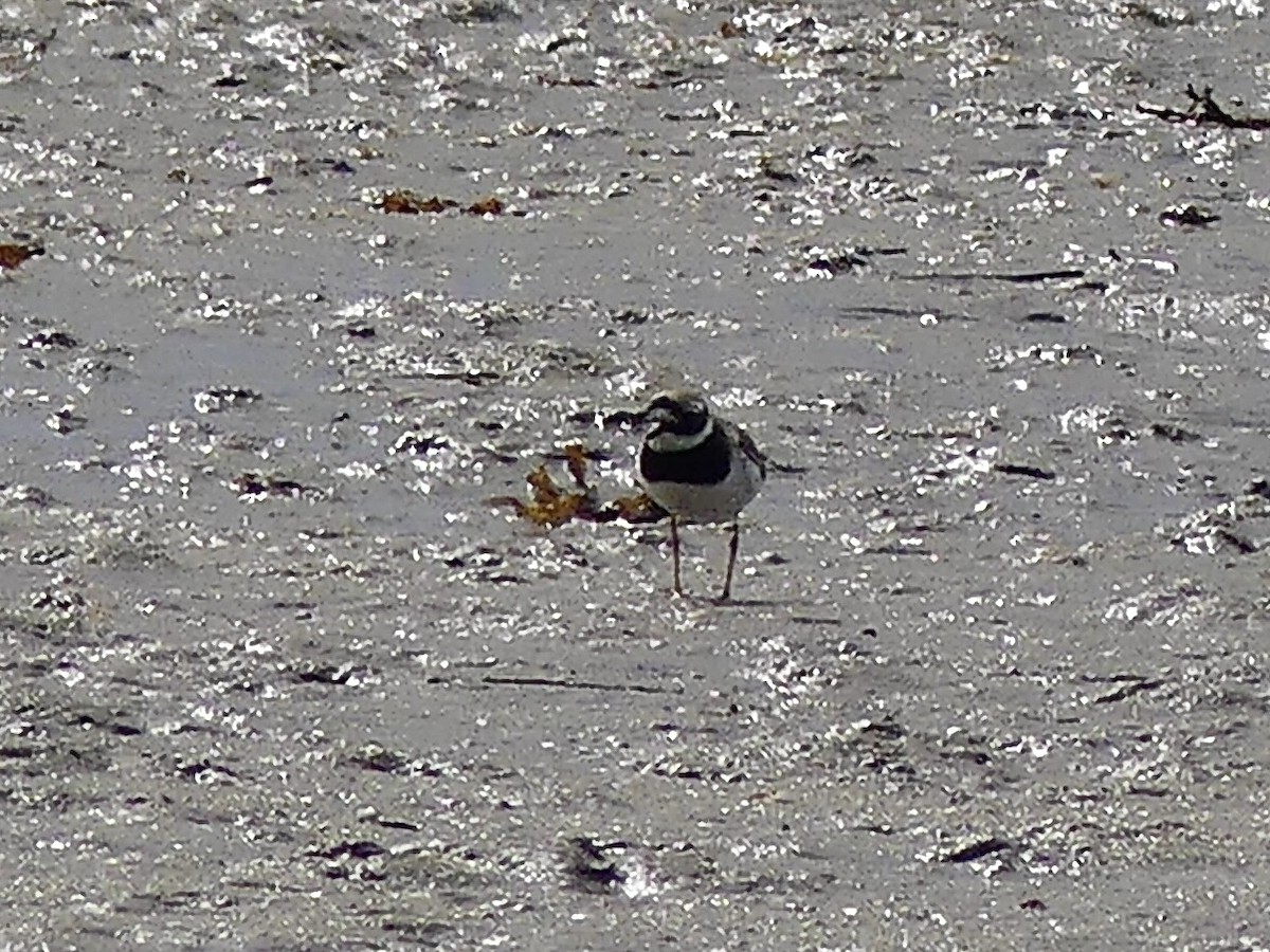 Txirritxo handia - ML621964013