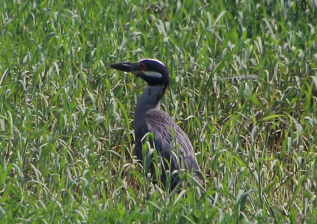 Yellow-crowned Night Heron - ML621964027