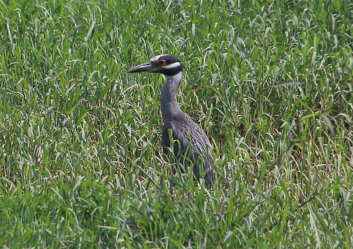 Yellow-crowned Night Heron - ML621964028