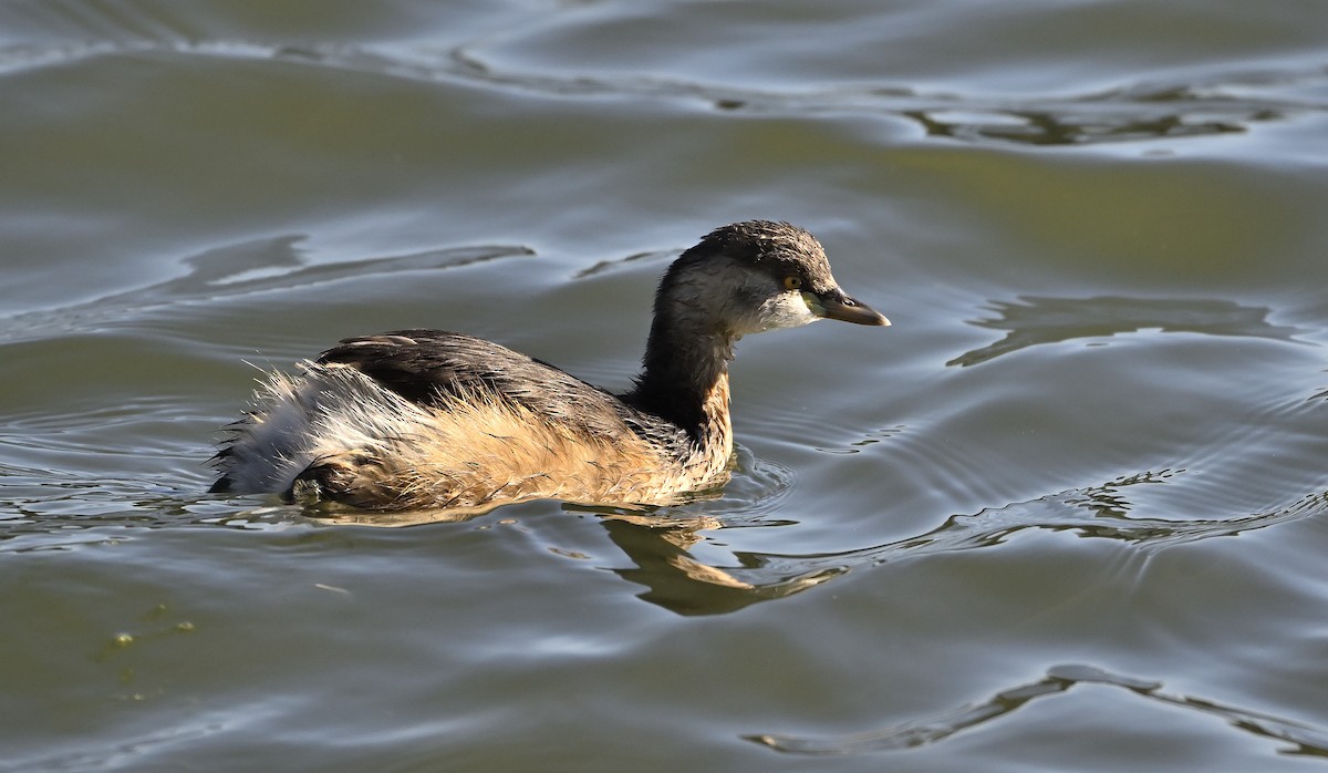 Australasian Grebe - ML621964035