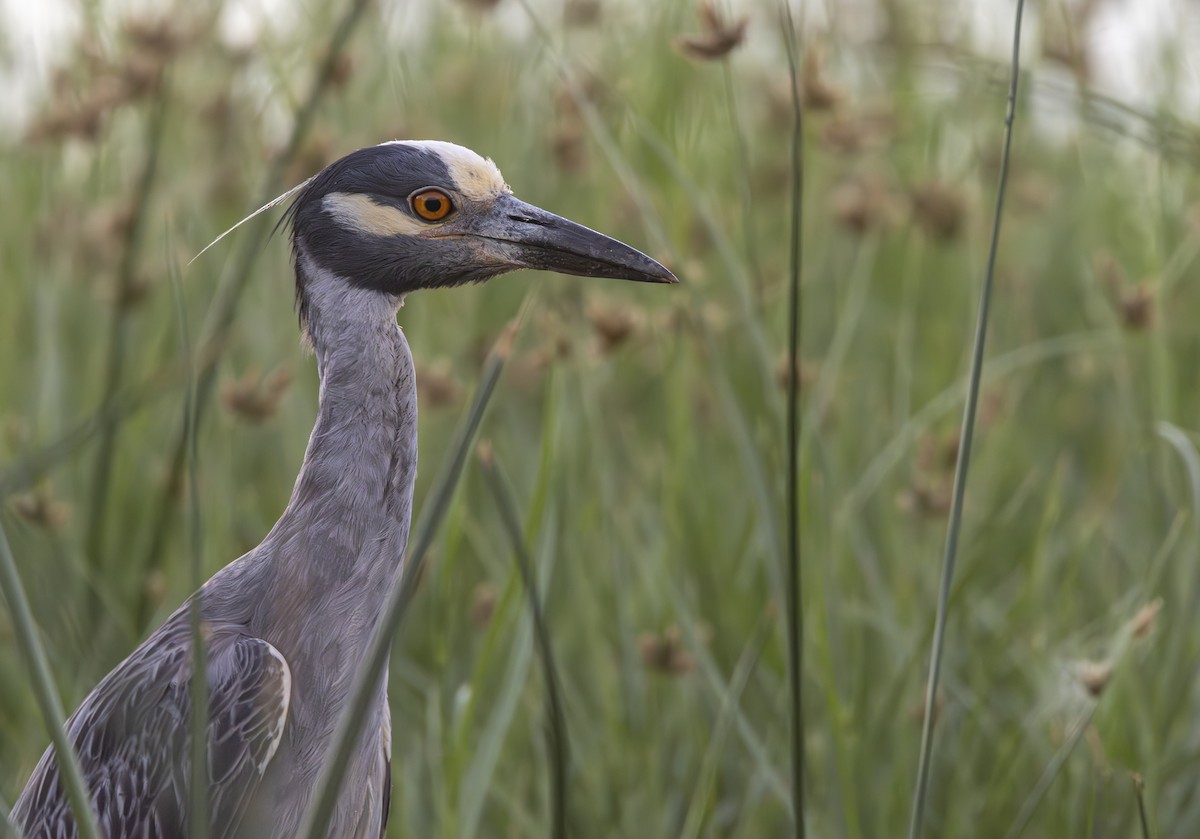 Yellow-crowned Night Heron - ML621964037