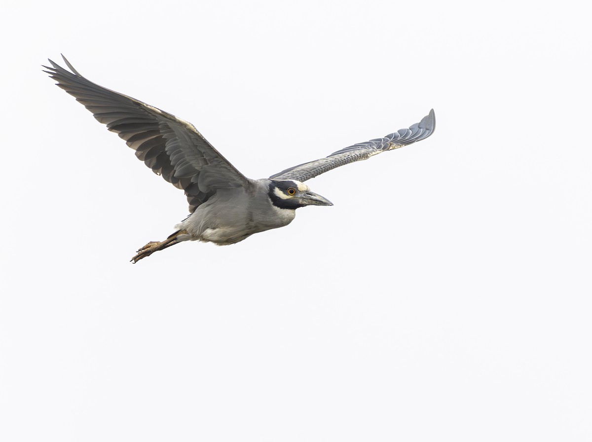 Yellow-crowned Night Heron - ML621964081