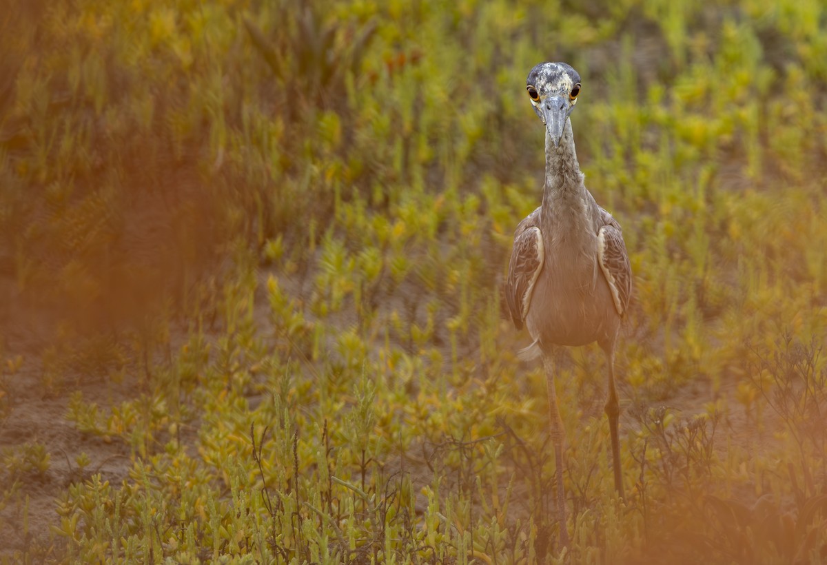 Yellow-crowned Night Heron - ML621964083