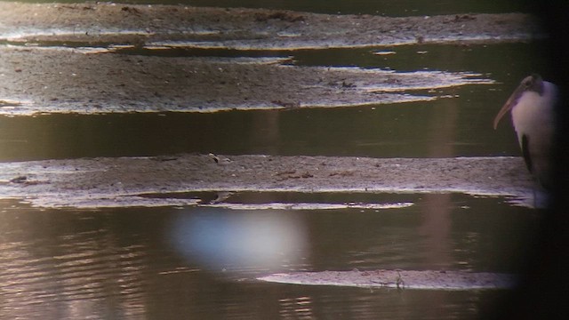 White Wagtail - ML621964115