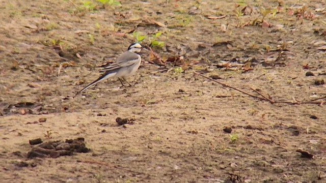 White Wagtail - ML621964117