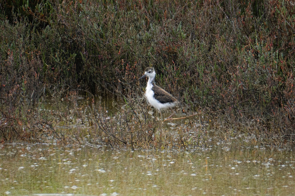 Cigüeñuela Cuellinegra - ML621964188