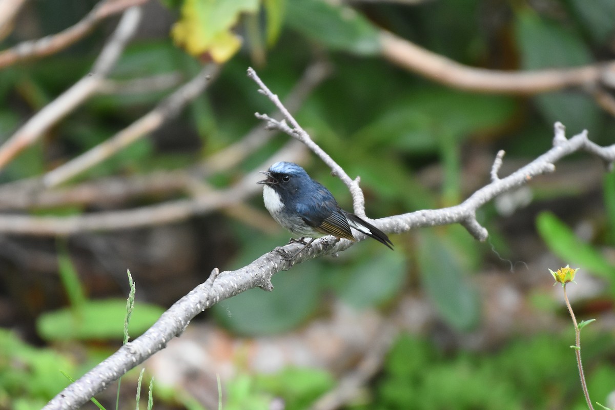 Slaty-blue Flycatcher - ML621964234