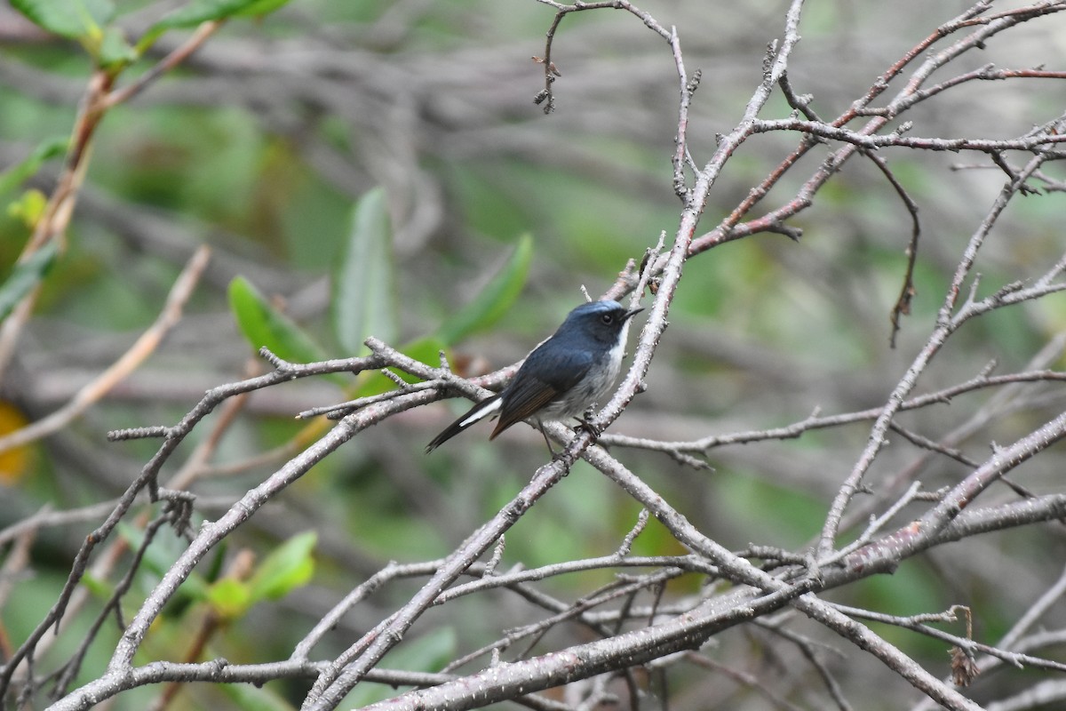 Slaty-blue Flycatcher - Mohammad Ishaq Lone