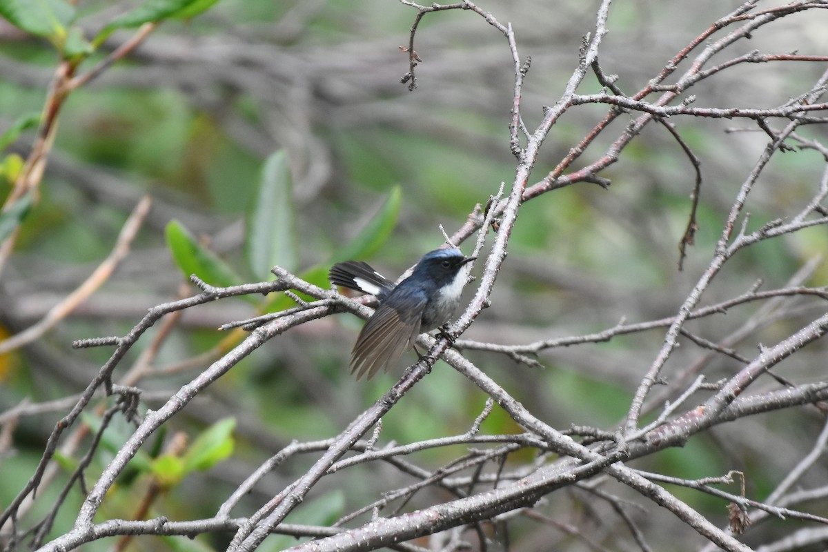 Slaty-blue Flycatcher - ML621964236