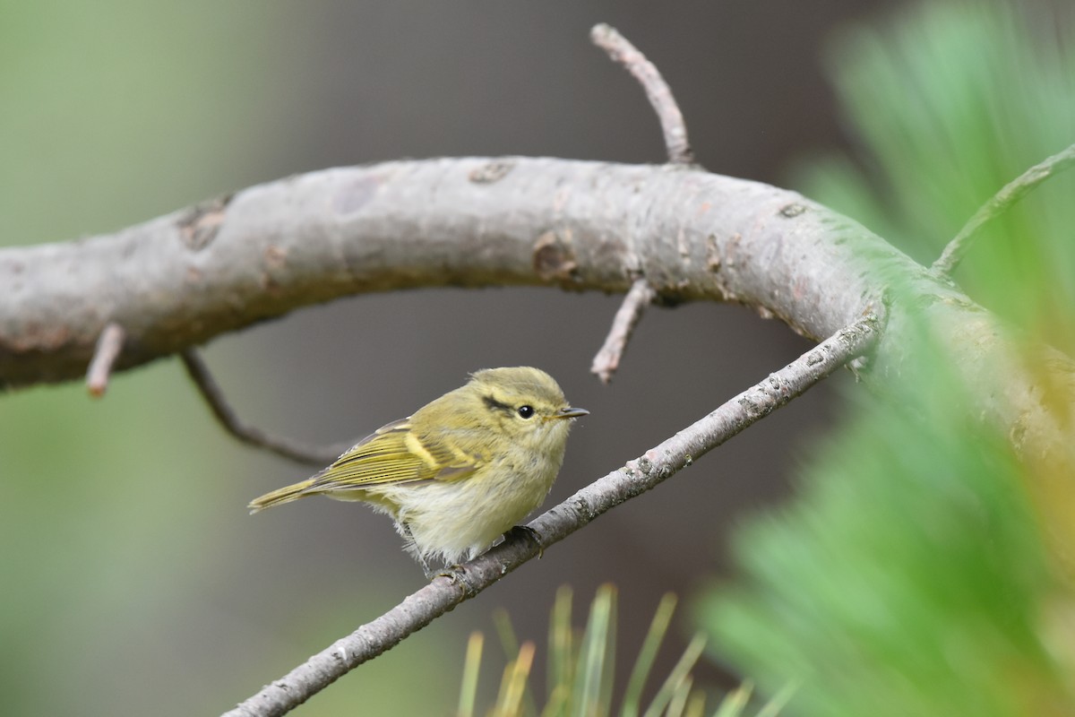 Lemon-rumped Warbler - ML621964263