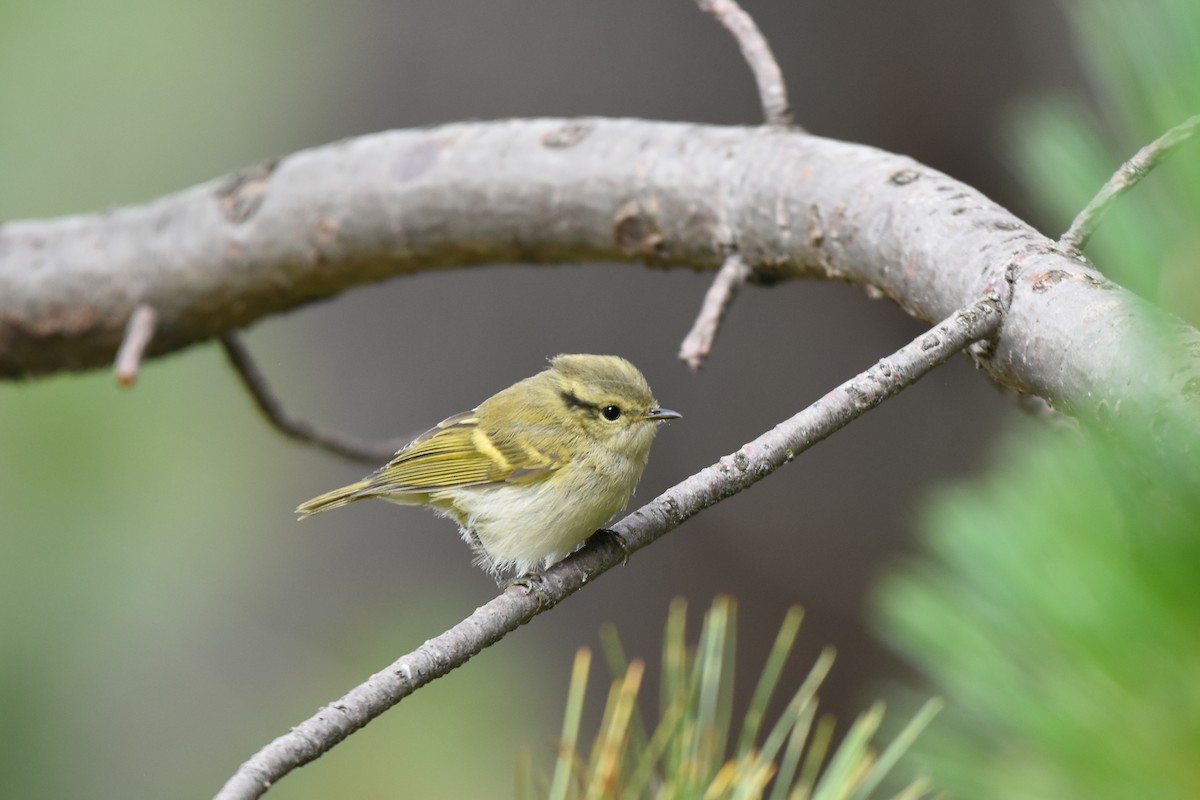 Lemon-rumped Warbler - ML621964264