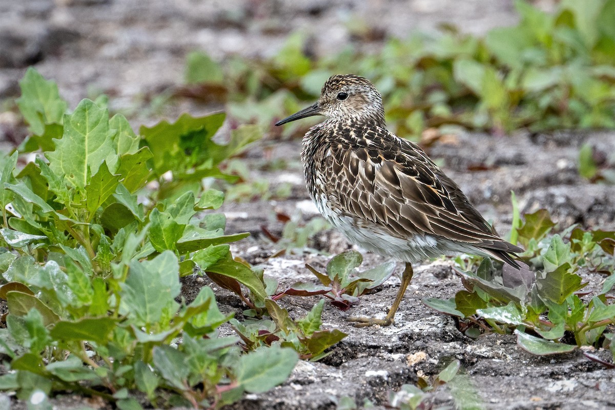 Pectoral Sandpiper - ML621964308