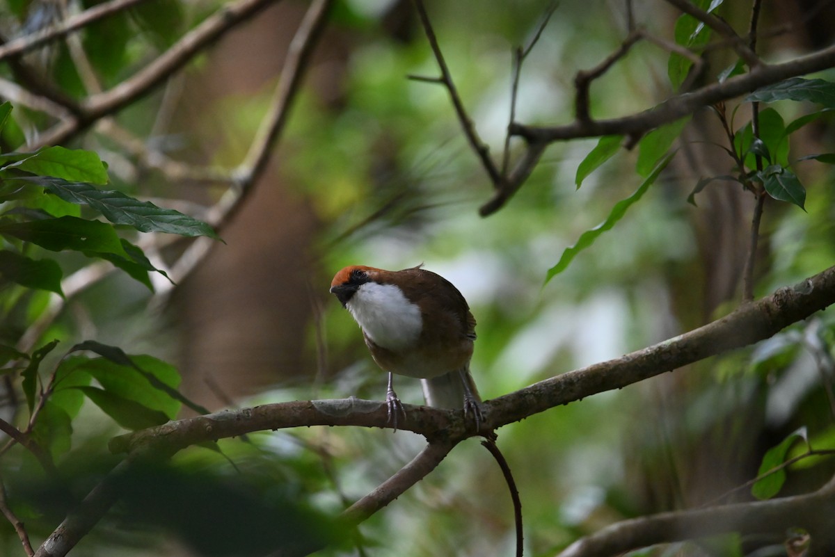 Rufous-crowned Laughingthrush - ML621964327