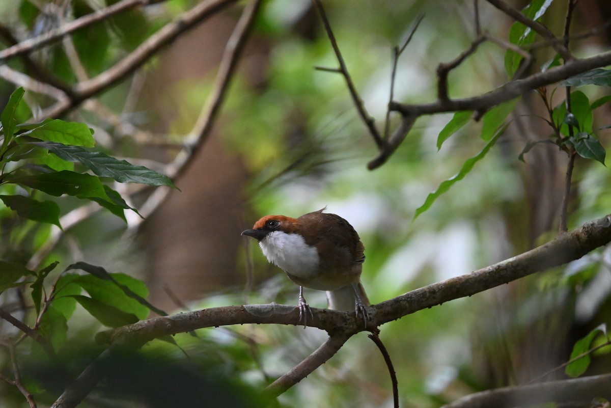 Rufous-crowned Laughingthrush - ML621964328