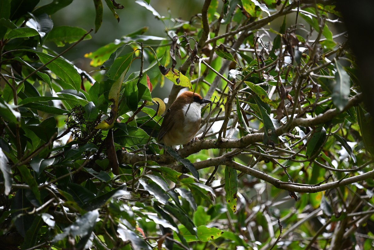 Rufous-crowned Laughingthrush - ML621964376