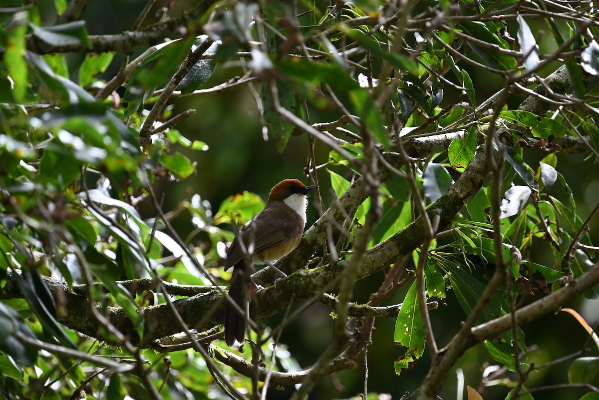 Rufous-crowned Laughingthrush - ML621964377