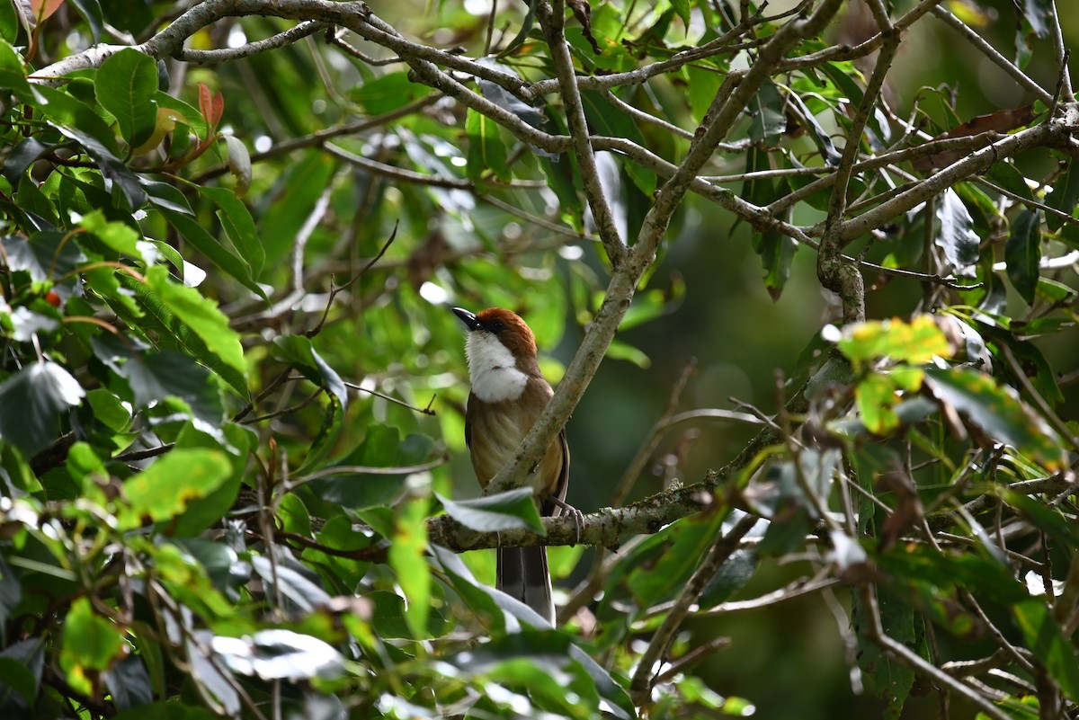 Rufous-crowned Laughingthrush - ML621964378