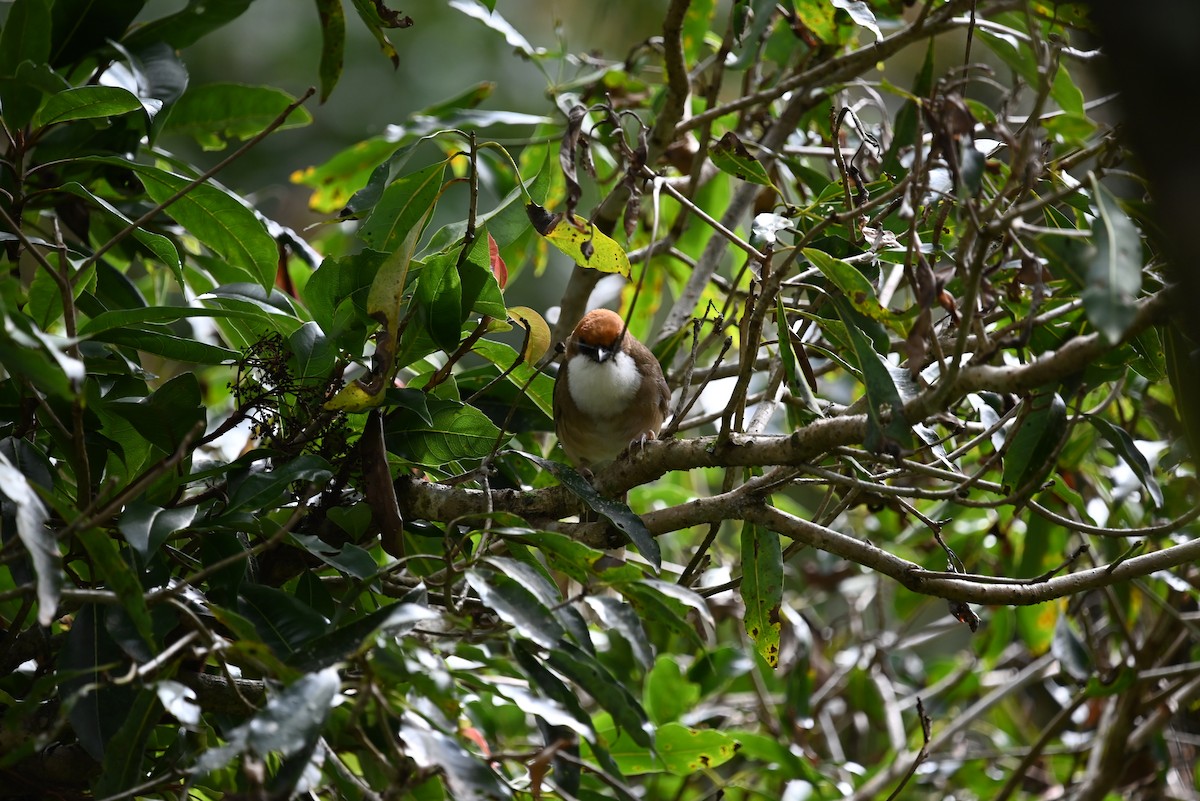 Rufous-crowned Laughingthrush - ML621964379