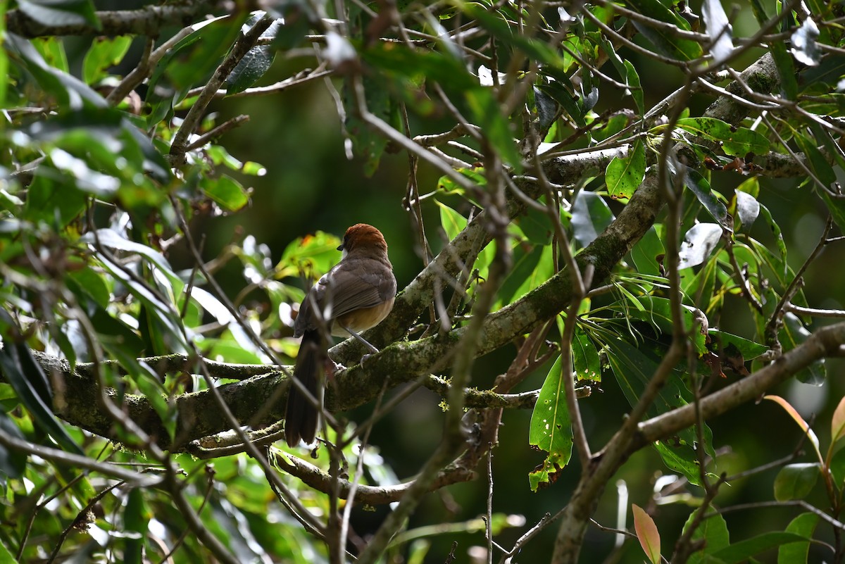 Rufous-crowned Laughingthrush - ML621964380