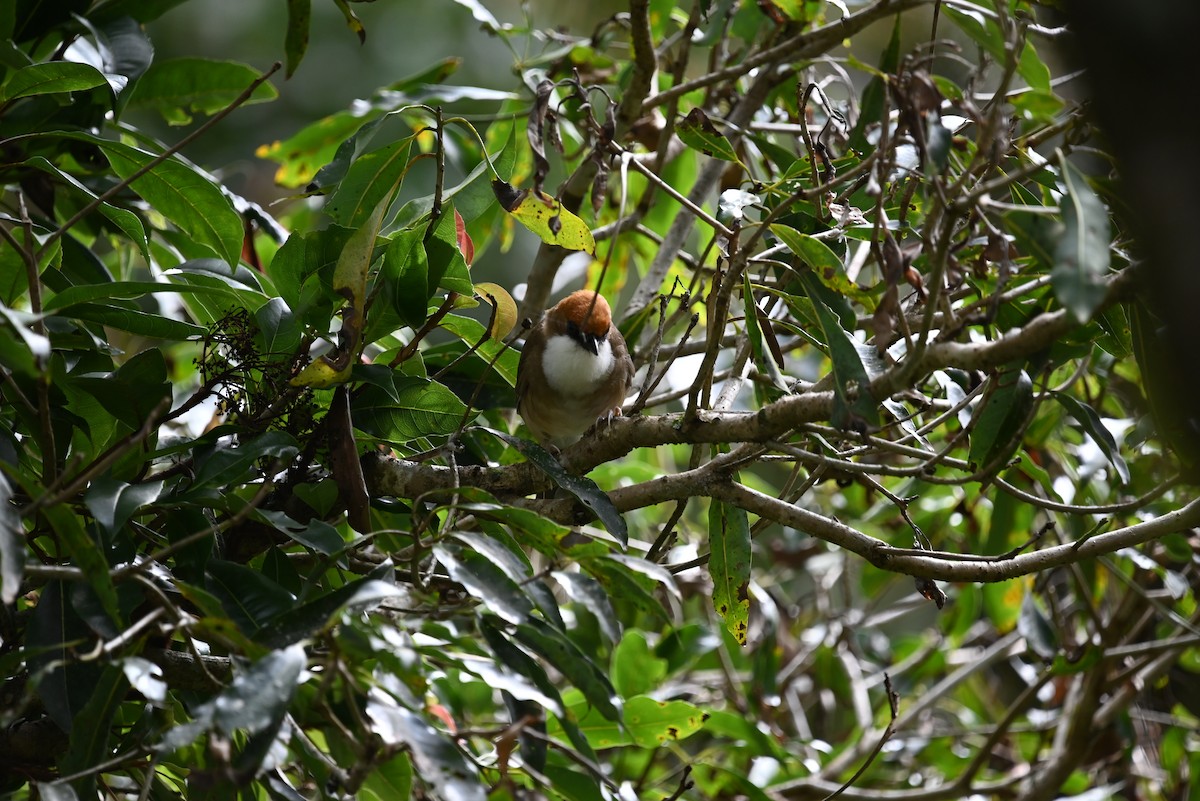 Rufous-crowned Laughingthrush - Isaac Lang