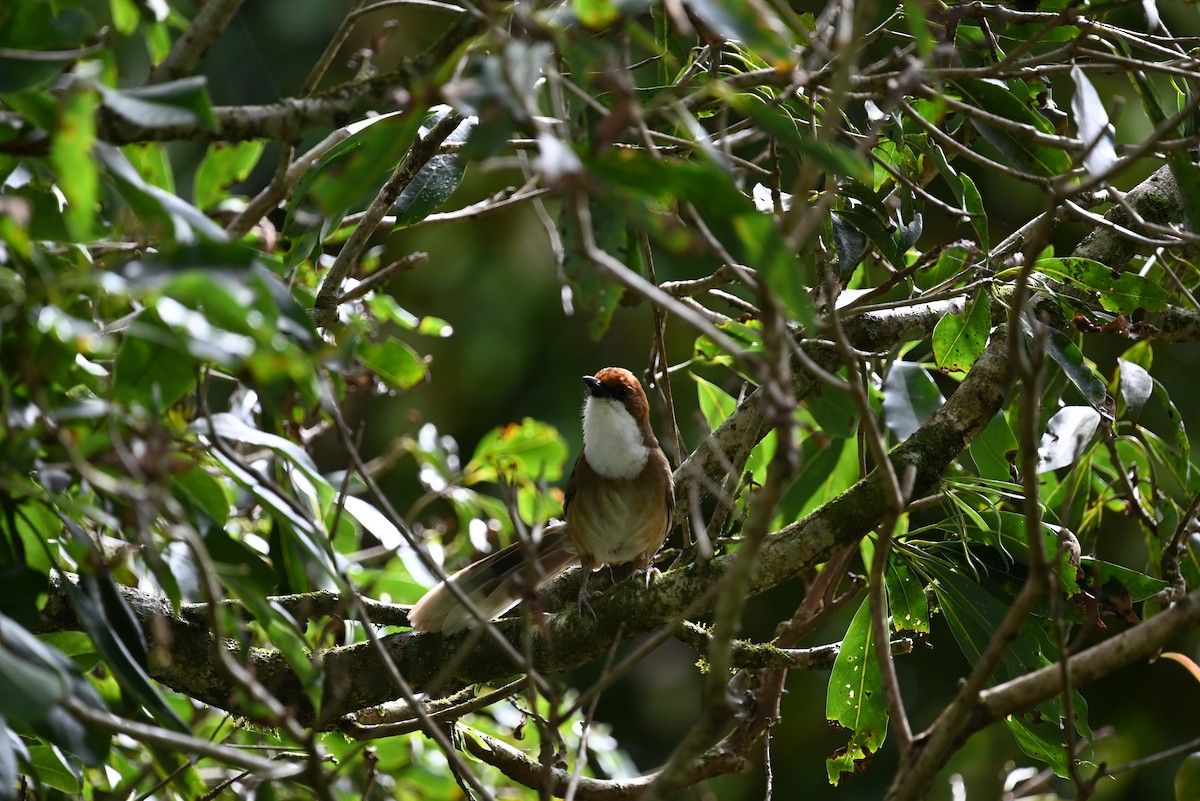 Rufous-crowned Laughingthrush - ML621964382