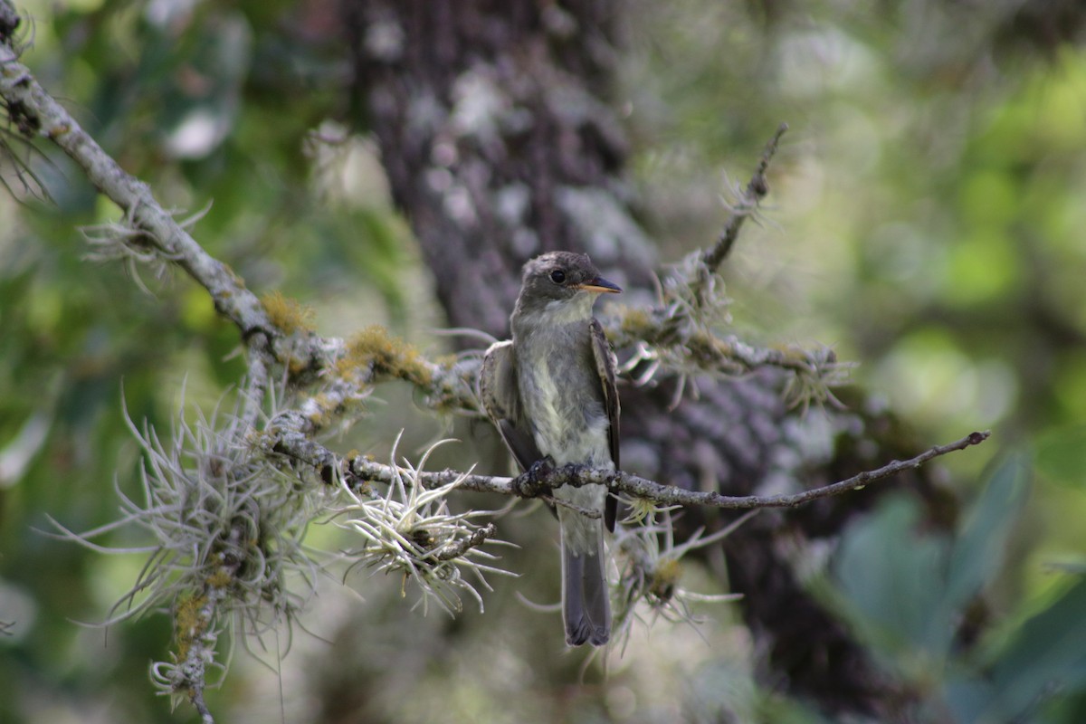 Olive-sided Flycatcher - ML621964392