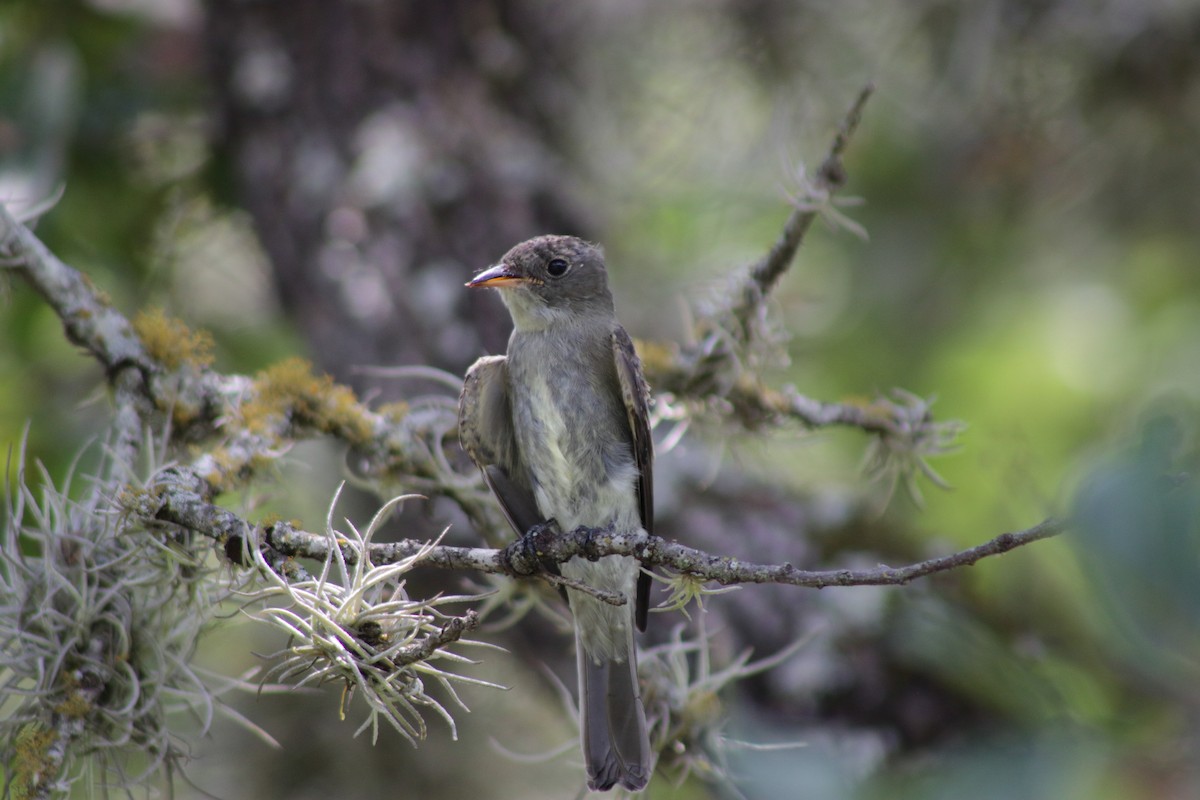 Olive-sided Flycatcher - ML621964393