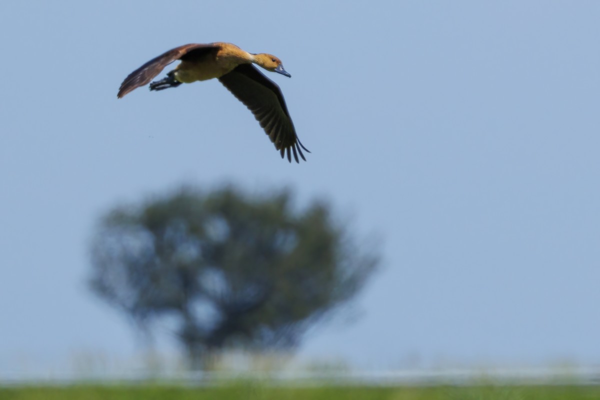 Fulvous Whistling-Duck - ML621964412
