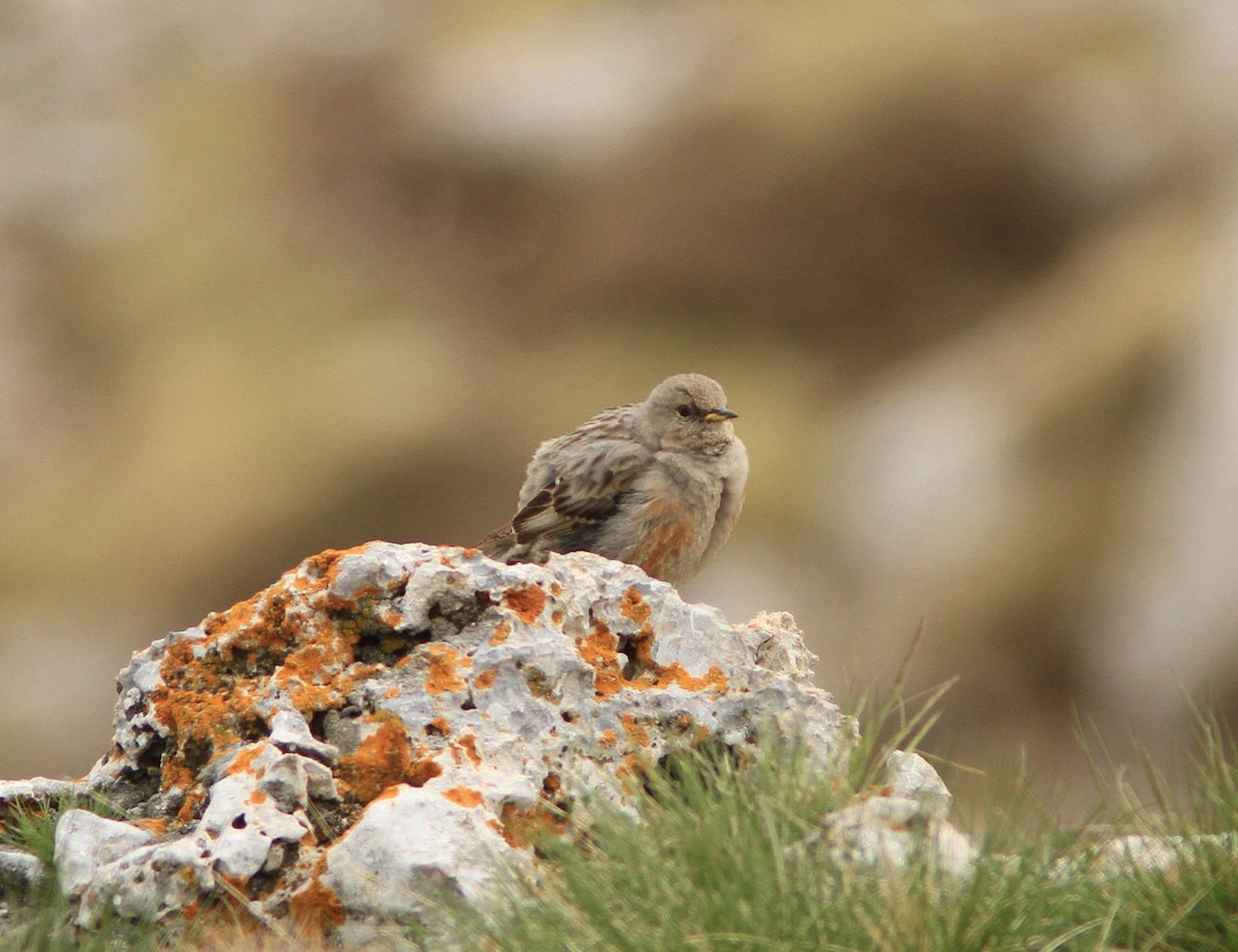 Alpine Accentor - ML621964433