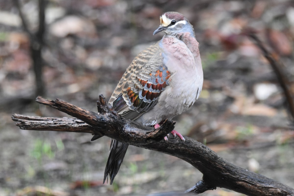 Common Bronzewing - ML621964511