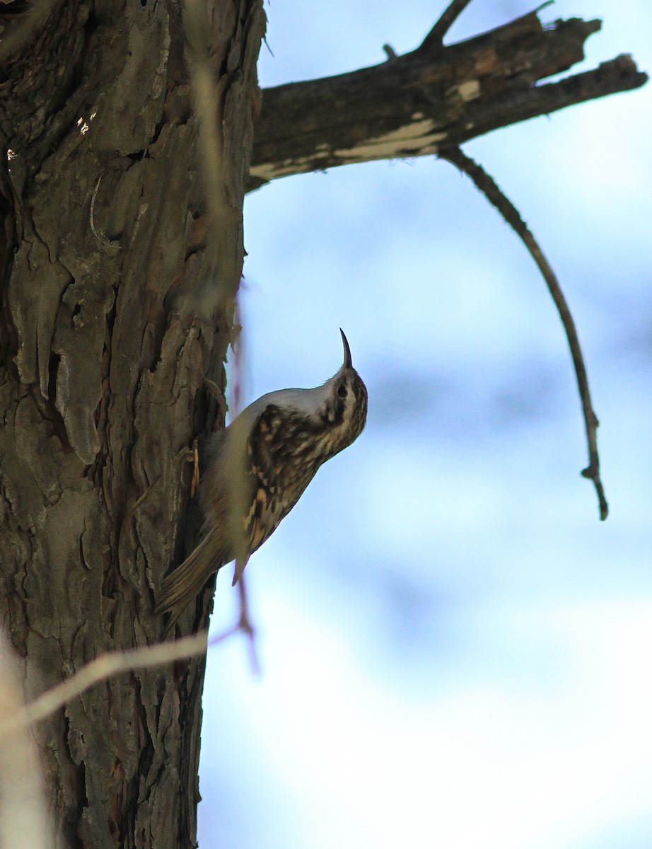 Eurasian Treecreeper - ML621964523