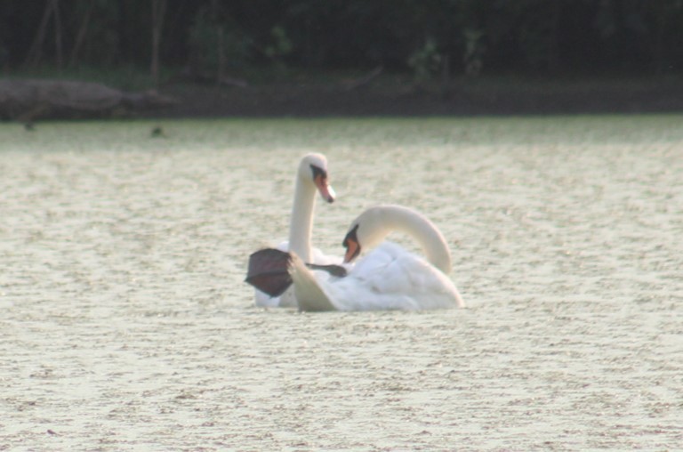 Mute Swan - ML621964525