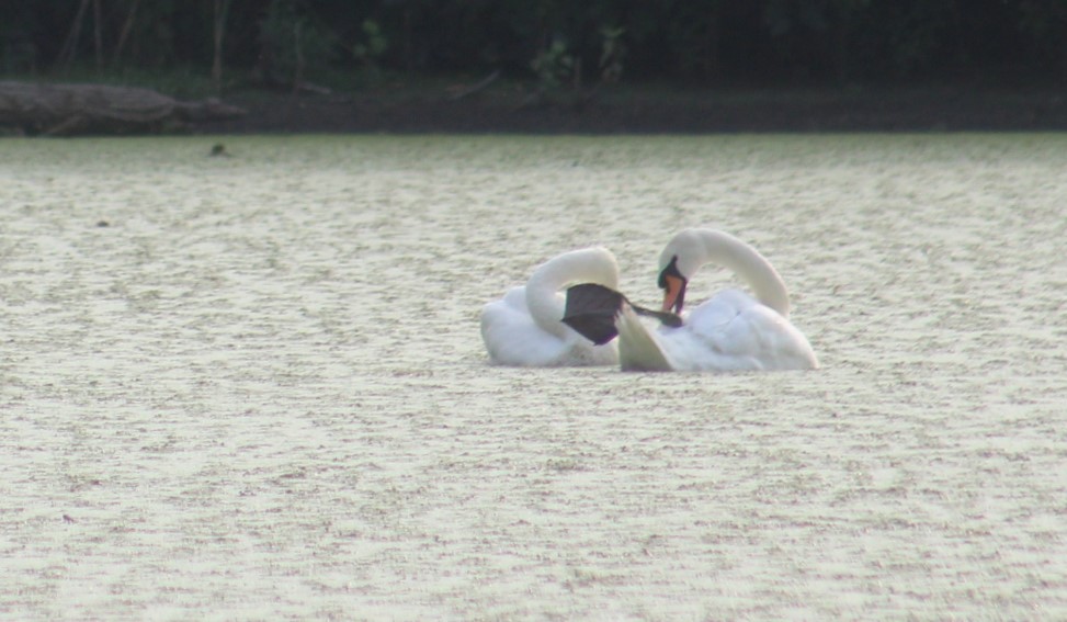 Mute Swan - ML621964526