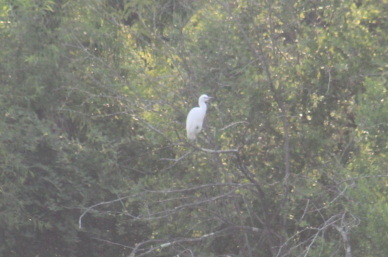 Little Blue Heron - Deborah  Hansen