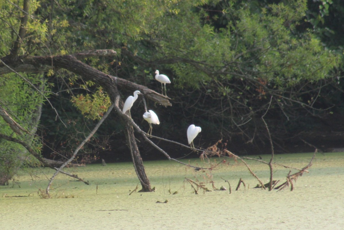 Little Blue Heron - Deborah  Hansen