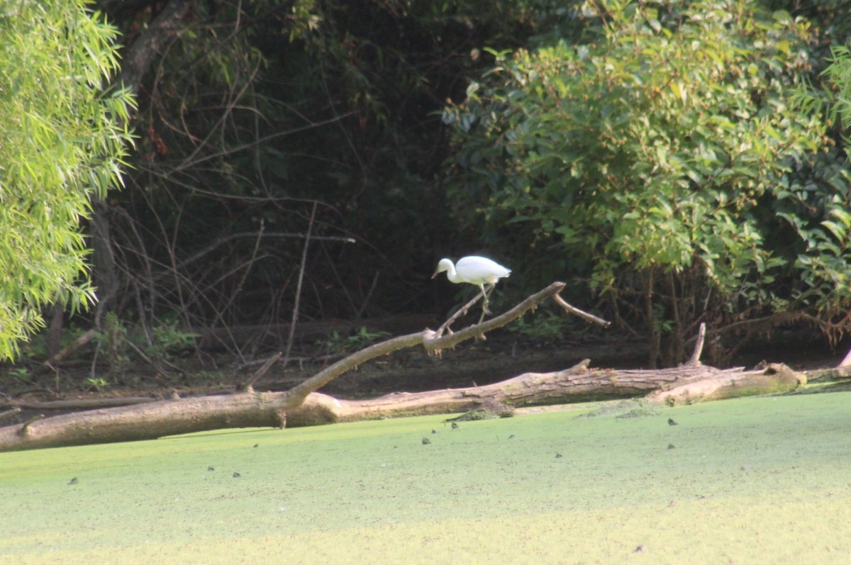 Little Blue Heron - ML621964538