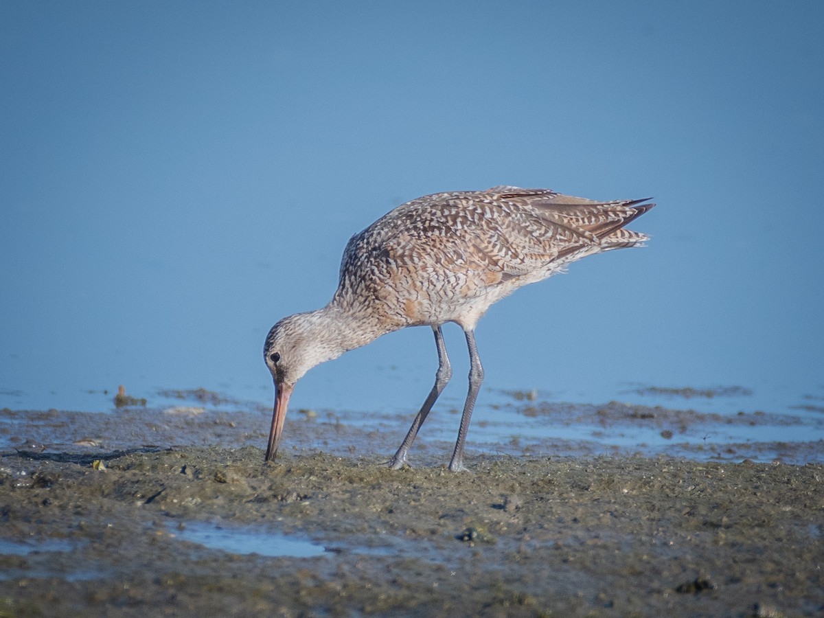 Marbled Godwit - James Kendall