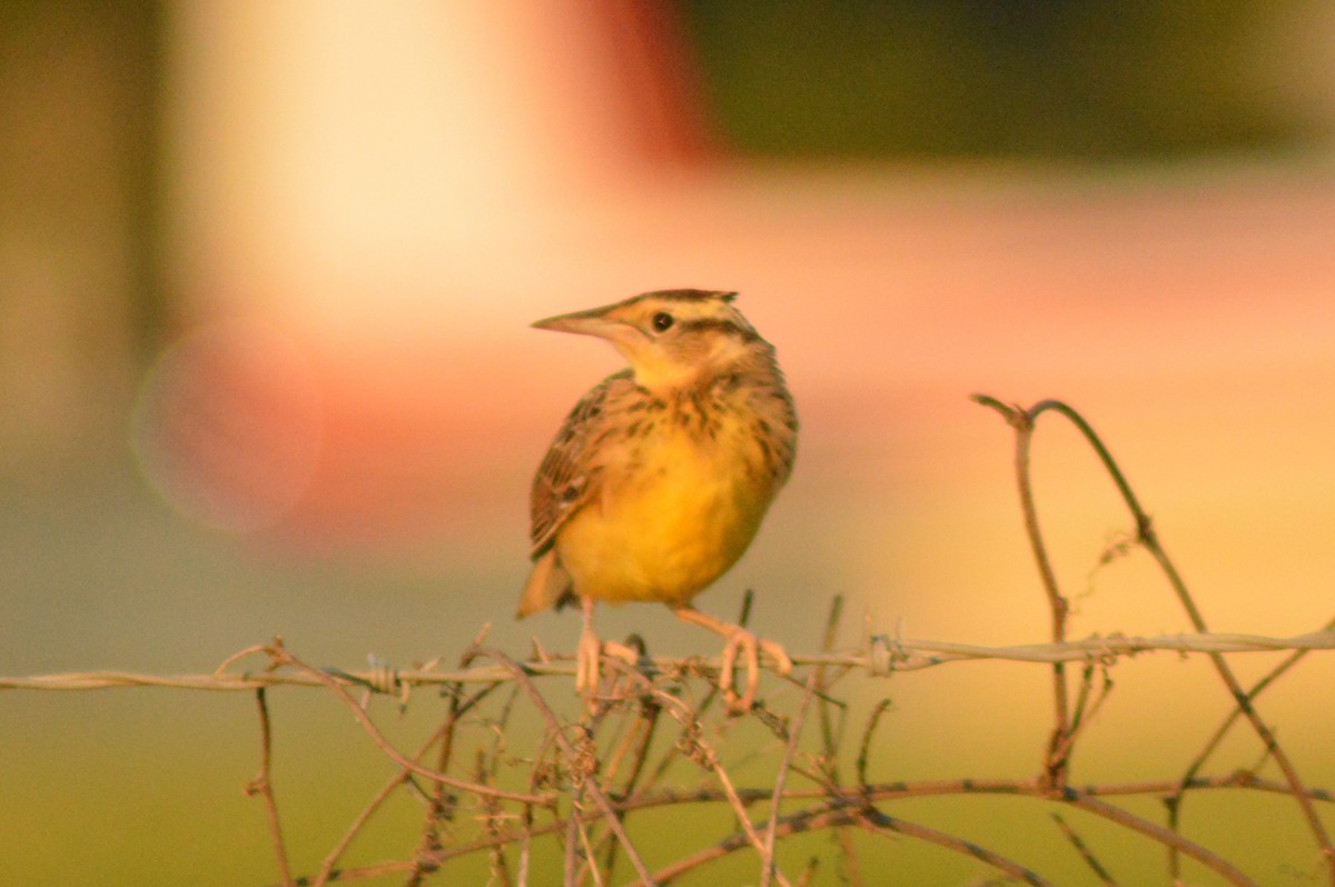 Eastern Meadowlark - Ryan Pudwell