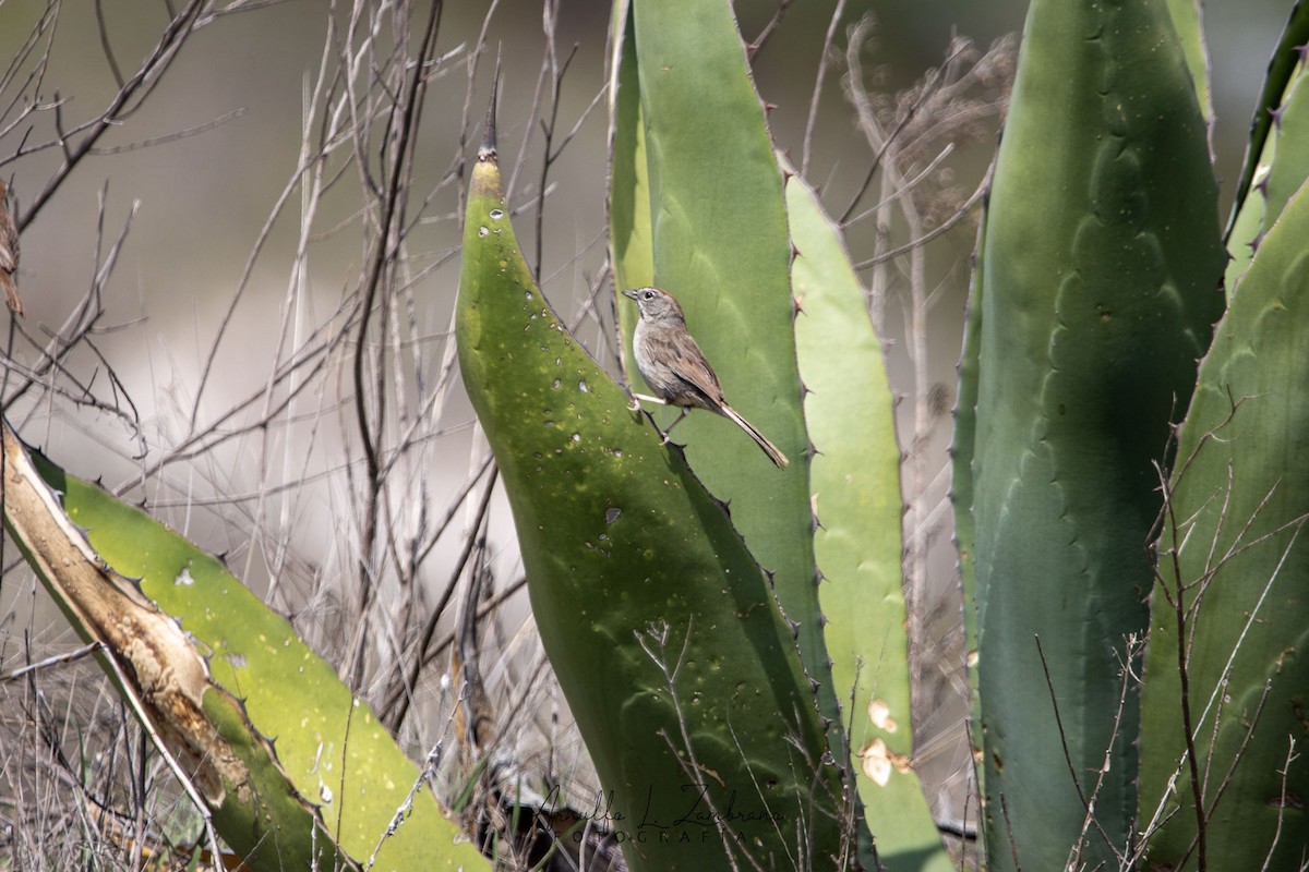 Rufous-crowned Sparrow - ML621964616