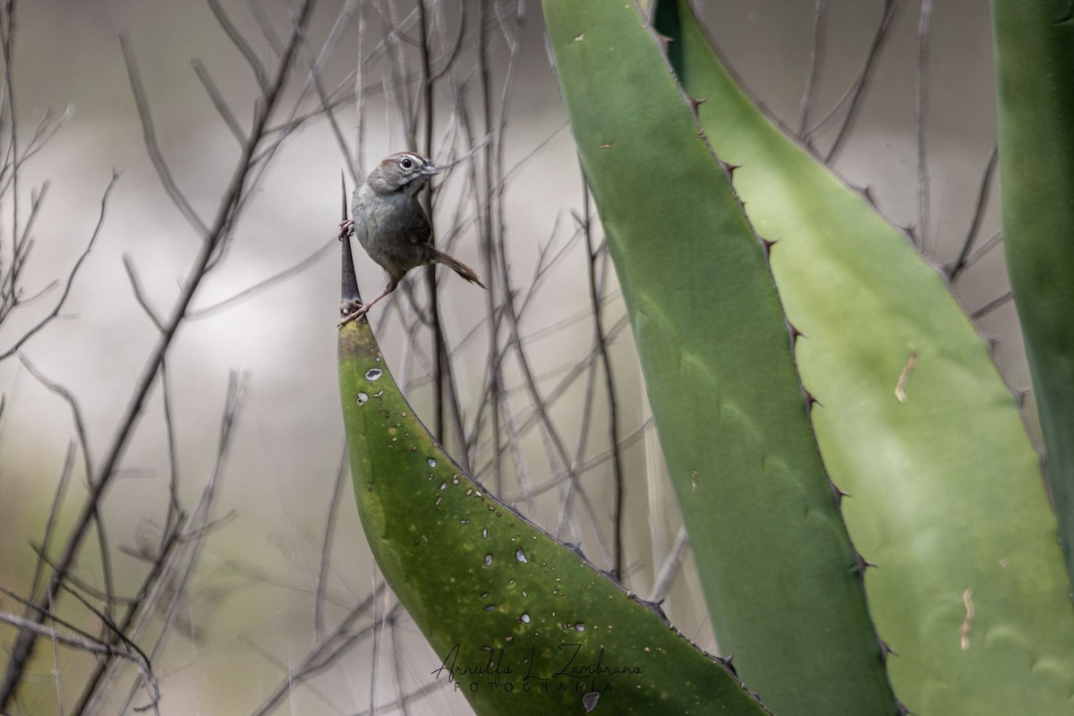 Rufous-crowned Sparrow - ML621964617