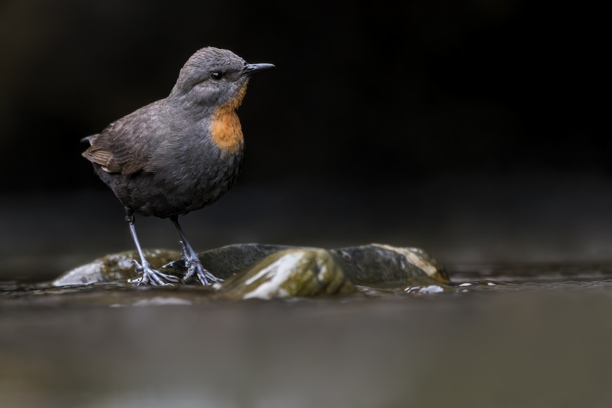 Rufous-throated Dipper - ML621964634