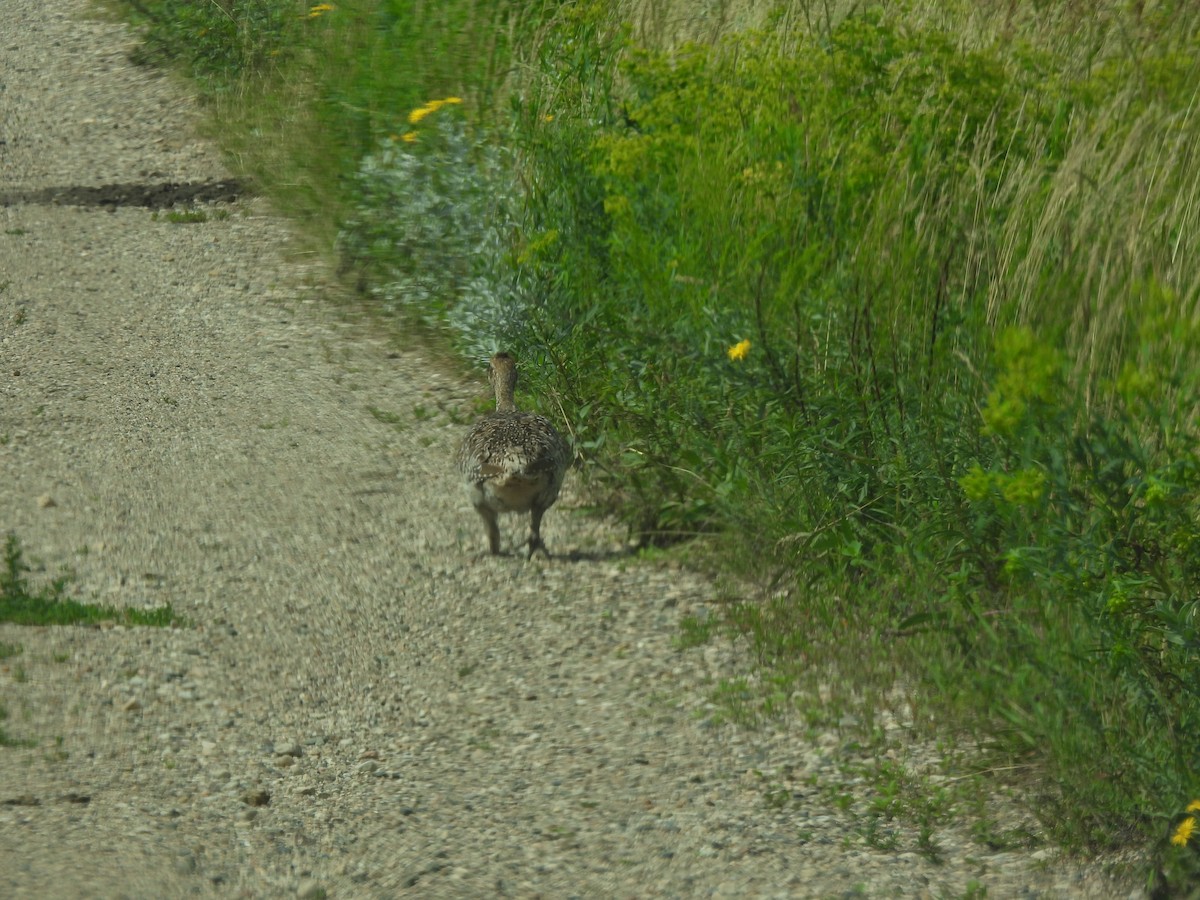 Sharp-tailed Grouse - ML621964720