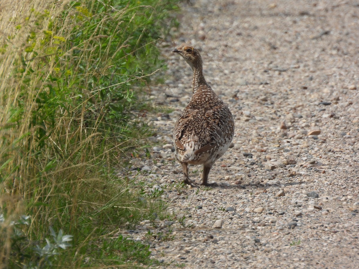 Sharp-tailed Grouse - ML621964721