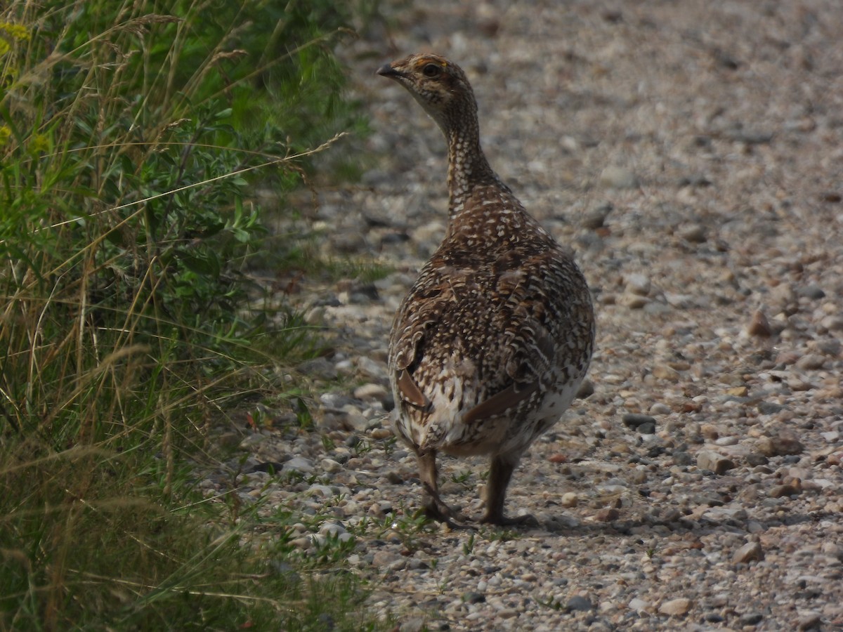 Sharp-tailed Grouse - ML621964724