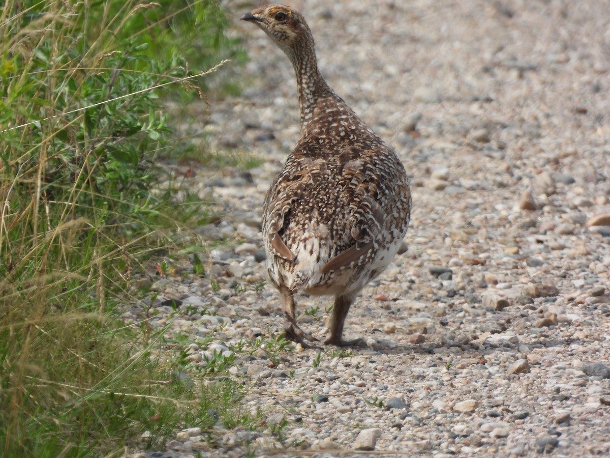 Sharp-tailed Grouse - ML621964725