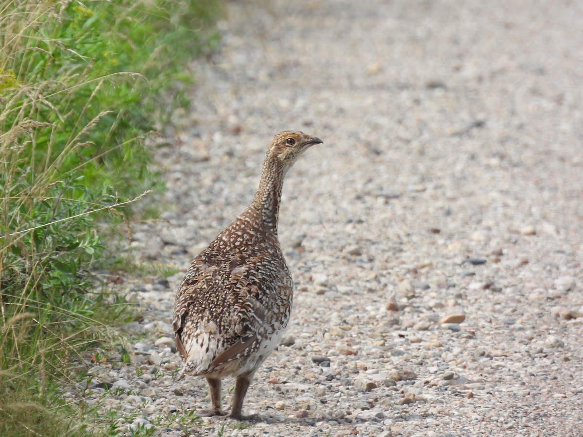 Sharp-tailed Grouse - ML621964727