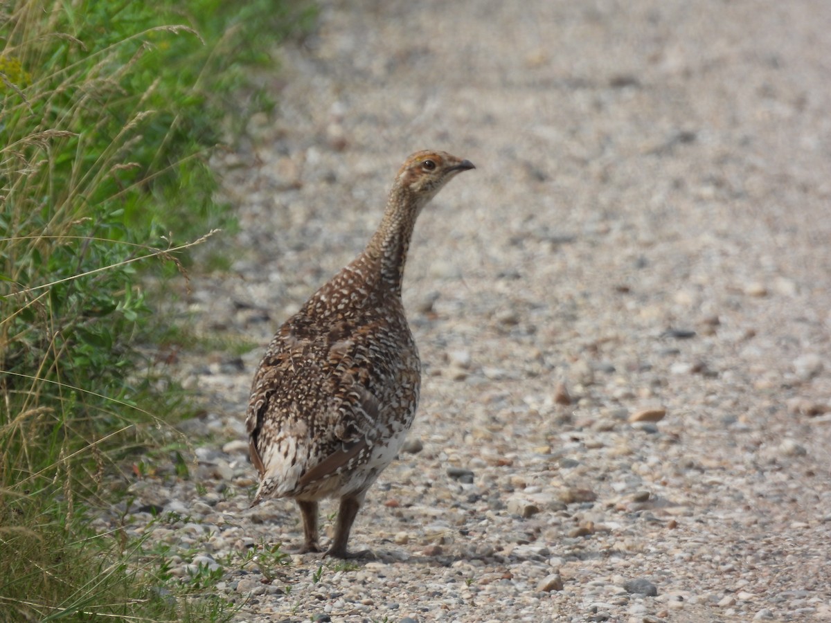 Sharp-tailed Grouse - Cary Hillegonds