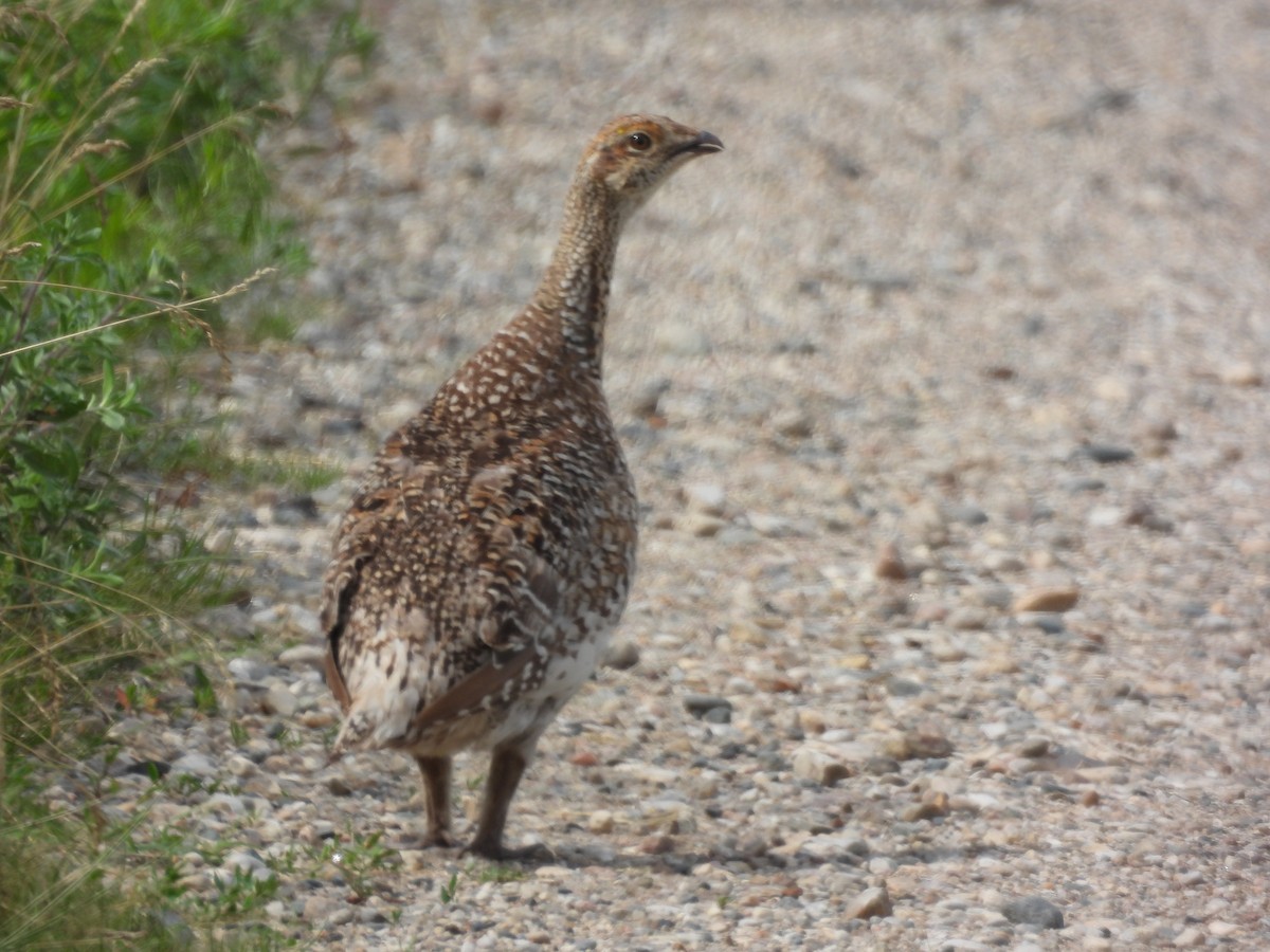 Sharp-tailed Grouse - ML621964732